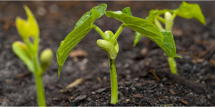 12-12 Veg vs Flower - Grow Lights Affects Which Phase Your Plants Are In