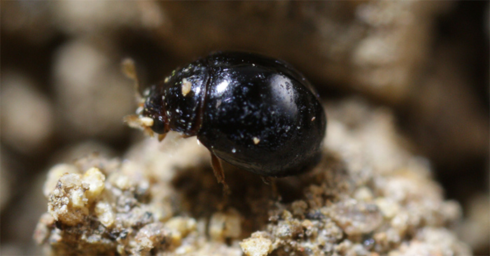 Delphastus catalinae Delphastus catalinae