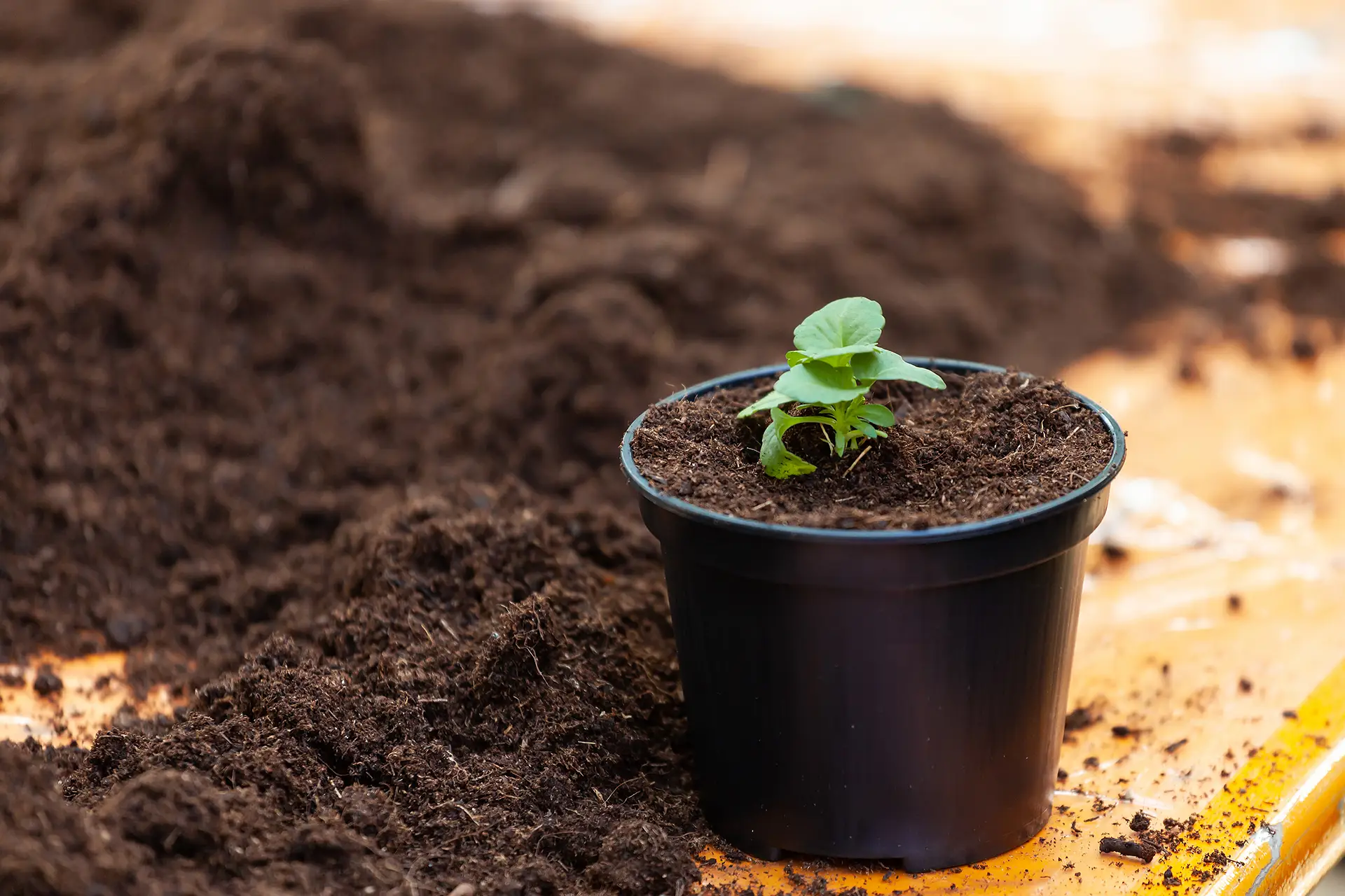 Soil growing media and amendments for cannabis and vegetable gardens