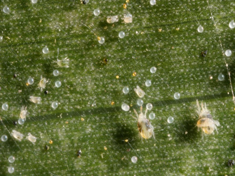 spider-eggs Spider mite eggs