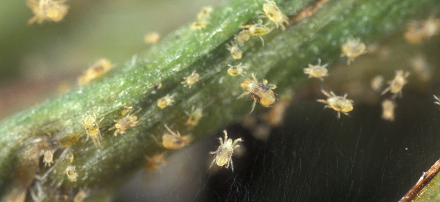 spider mites