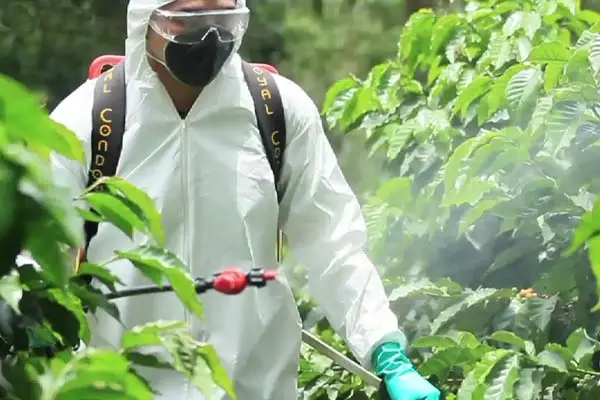 spider mite spraying