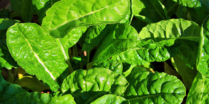 spinach Can Spinach Be Grown Hydroponically?