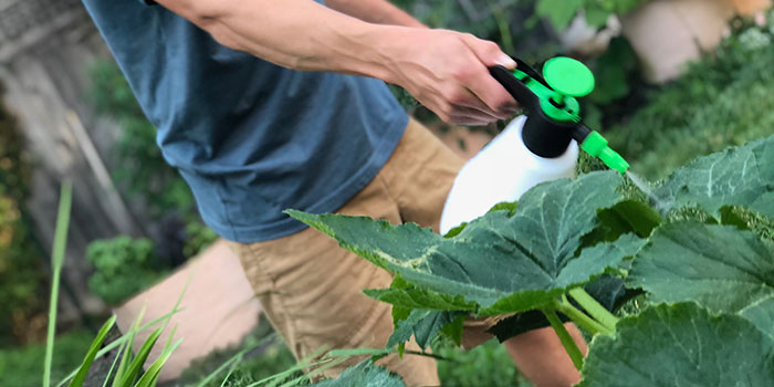 foliar How Often Should You Foliar Spray?