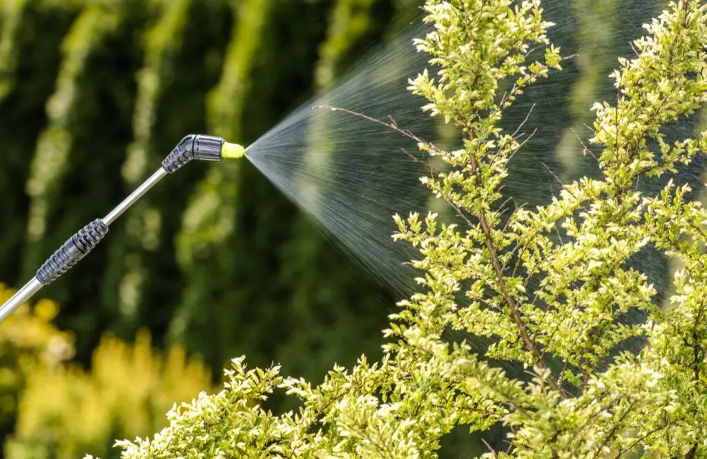 Grower applying foliar pesticide spray to cannabis canopy with pump sprayer during lights-off period