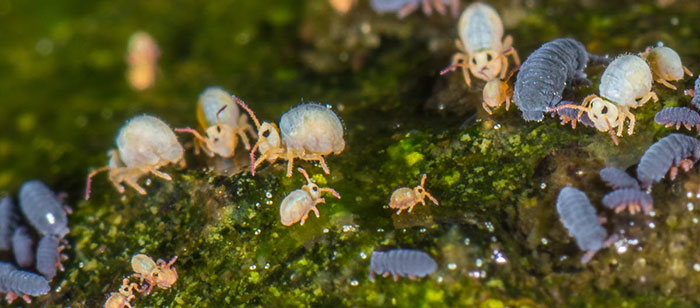 springtail-damage Are Springtails Bad For Plants?