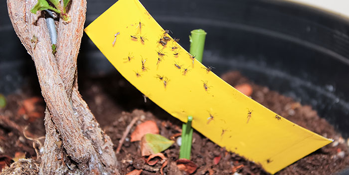 prevent-springtails How To Prevent Springtails In The Garden