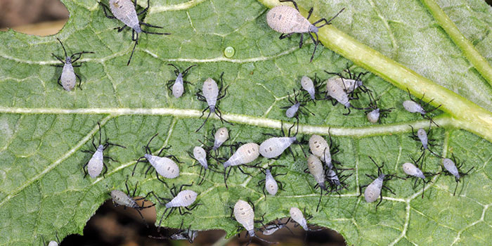 squash-bugs What Damage Can Squash Bugs Do In The Garden?