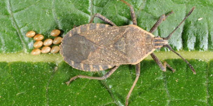 get-rid-squash-bugs Spray Neem Oil To Kill Squash Bugs On Plants