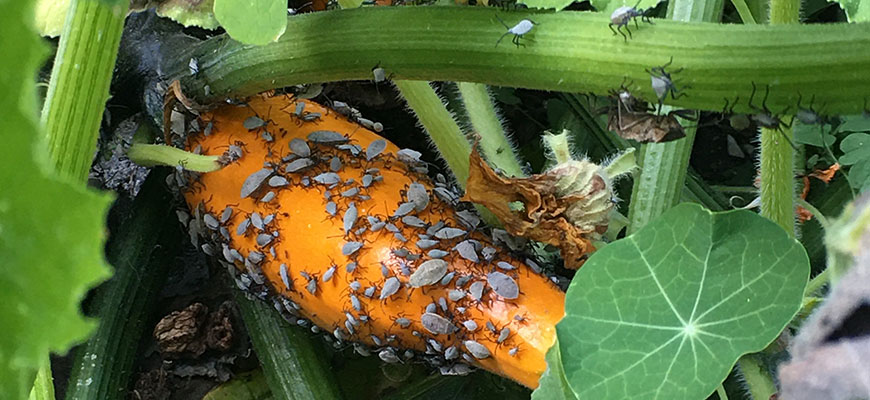 How To Get Rid Of Squash Bugs In The Garden