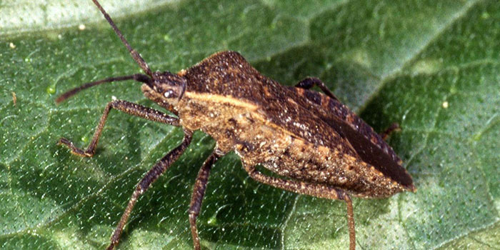 squashbugs What Are Squash Bugs?