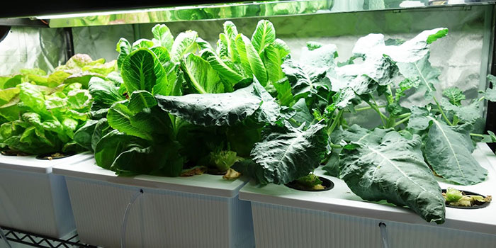 hydro-broccoli Hydroponic Broccoli Propagation - Seeds vs Clones?