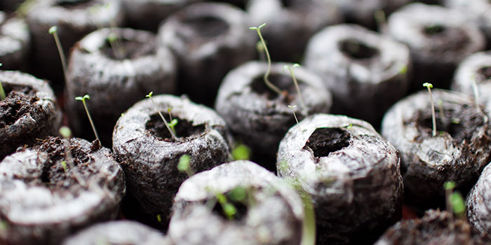 lettuce-seeds How Do You Start Hydroponic Lettuce?