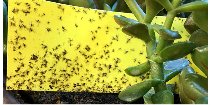 get rid of gnats How do you get rid of a fungus gnat infestation?
