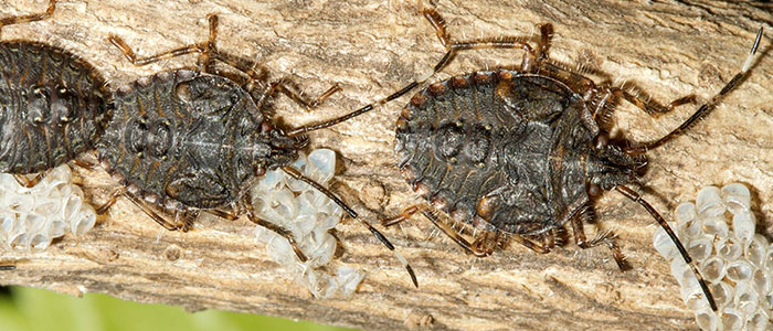 stink-bug-nest Where Do Stink Bugs Lay Their Eggs On Plants?