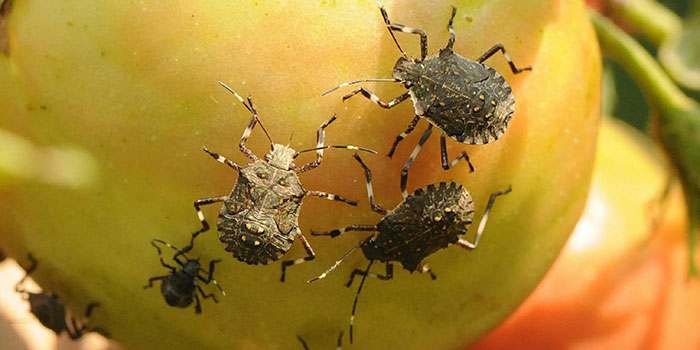 stink-bug-attraction What Plants Are Stink Bugs Attracted To?