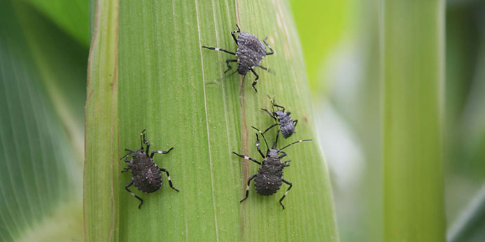 stinky-bug What Damage Can Stink Bugs Do In The Garden?