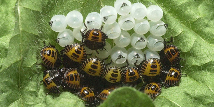 stink-bug-eggs Get Rid Of Stink Bugs In The Garden Naturally