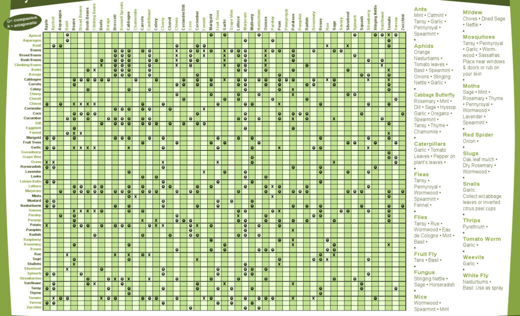 companion planting chart