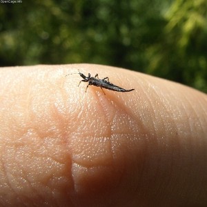 thrips thrips