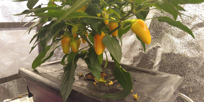 hydroponic-pepper-crop Tips & Tricks For Growing Hydroponic Peppers