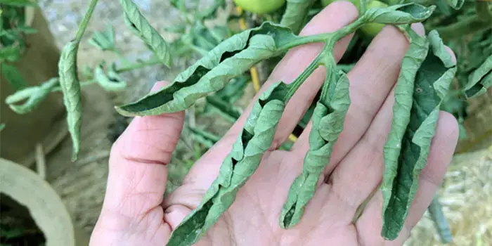 tomato leaves curling up