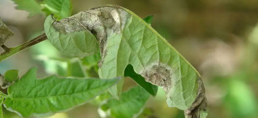 tomato plant leaves curling up