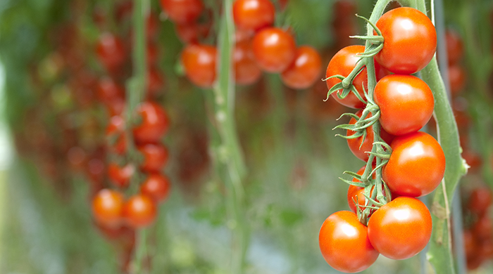 take-clones FAQ’s On How To A Clone Tomato Plant