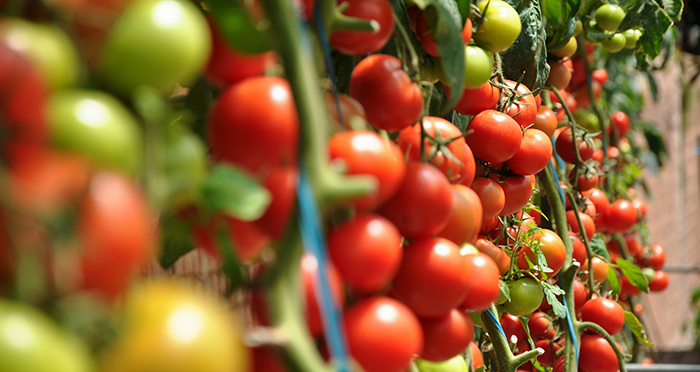 clone-tomatoes What You’ll Need To Start Cloning Tomato Plants