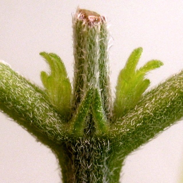 pruning topping plants