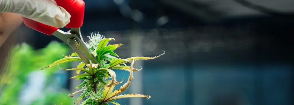 Topping cannabis plant at node 5 showing clean cut above growth node