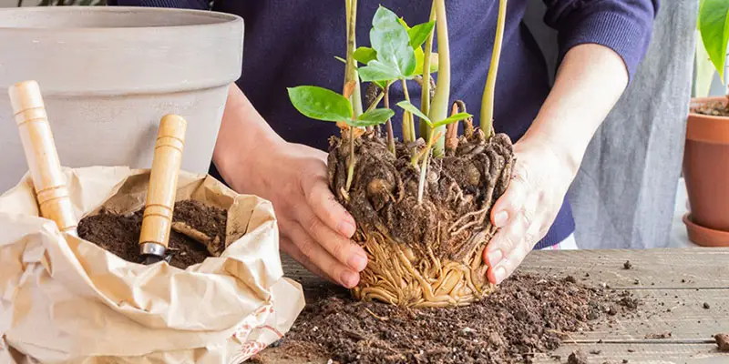 How To Repot A Root Bound Plant