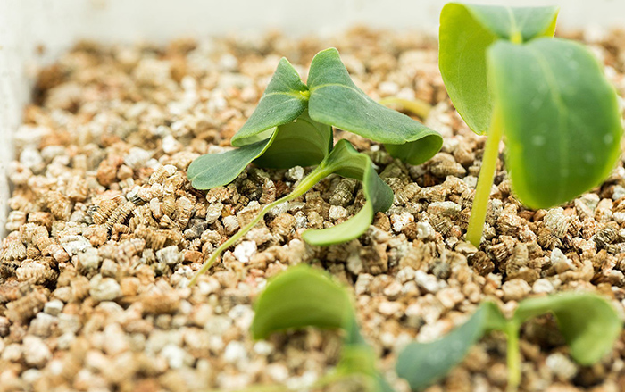 How to Get Rid of Damping Off Disease On Your Plants