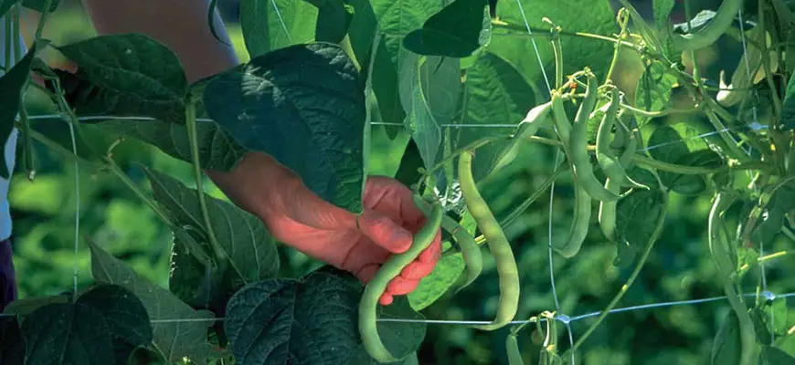 how to use trellis netting