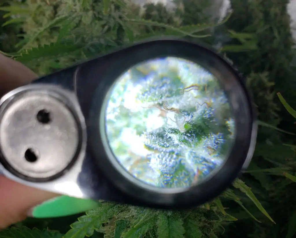 Jeweler's loupe magnifying cannabis trichomes to assess harvest timing and terpene maturity