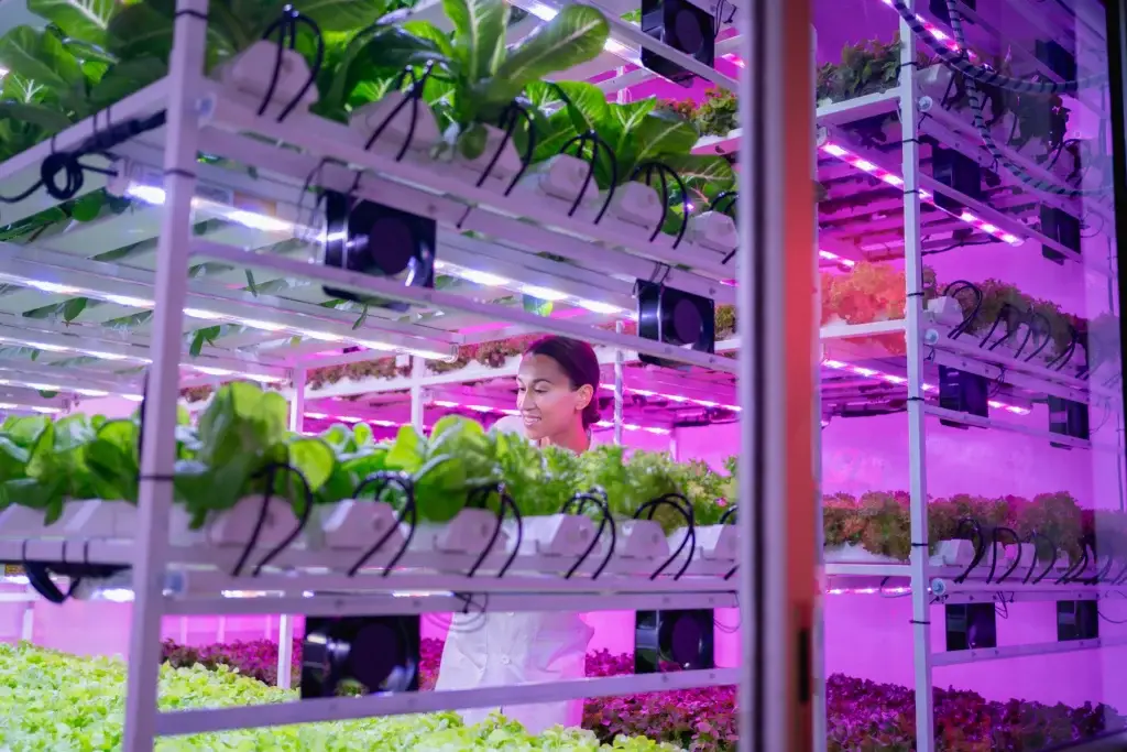 nder-canopy LED grow light bars mounted to vertical grow rack shelves