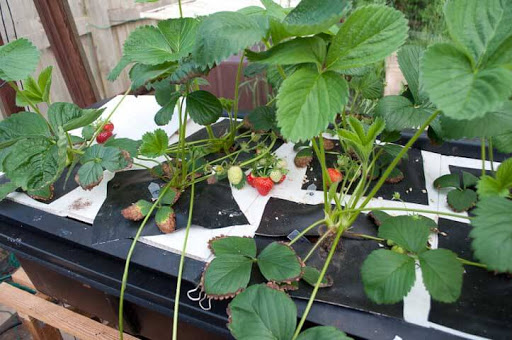 What is the best hydroponic system for strawberries?