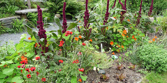 What Are The Best Garden Companion Plants For Vegetables?