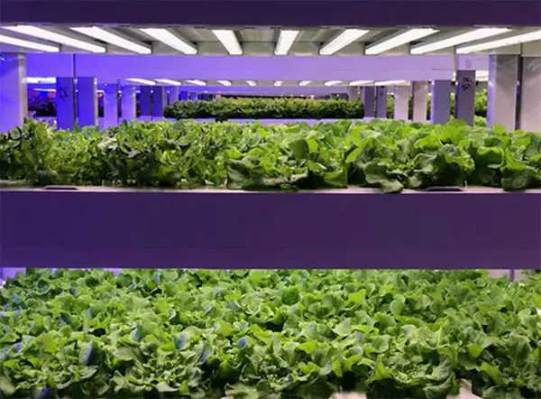 Start With Some Vertical Racks?