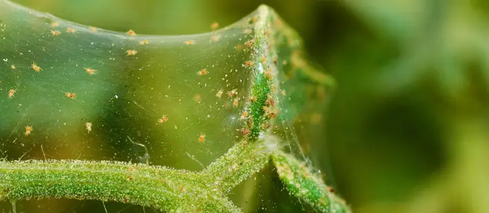 Spider Mite Web