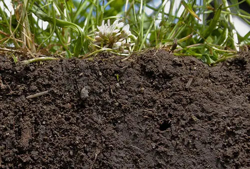 Control of Verticillium Wilt