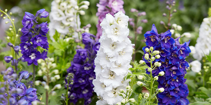 delphinium growing delphinium - what you need to know