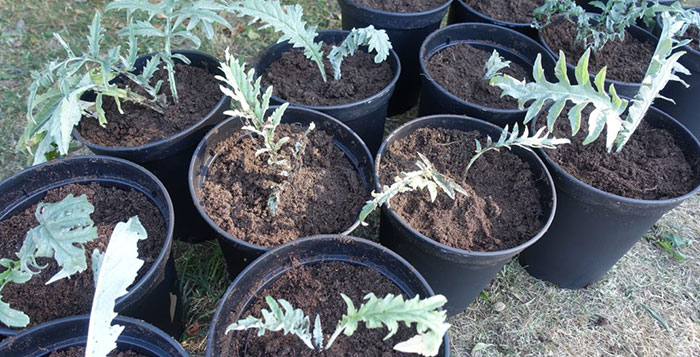 soil-artichoke What Do You Need To Grow Artichoke Plants?