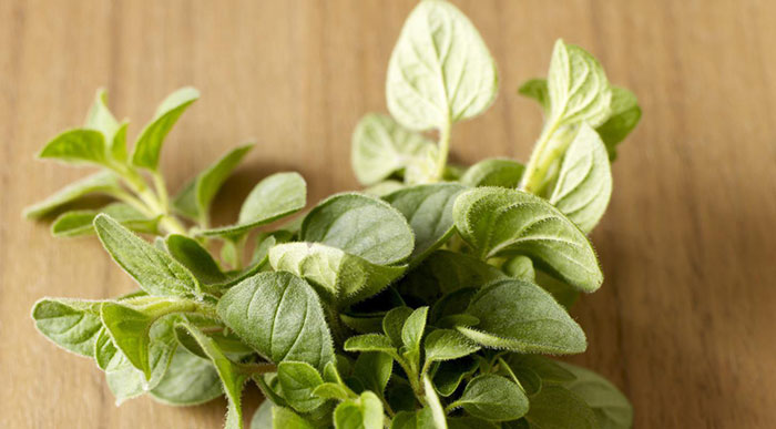 oregano What Are Oregano Plants?