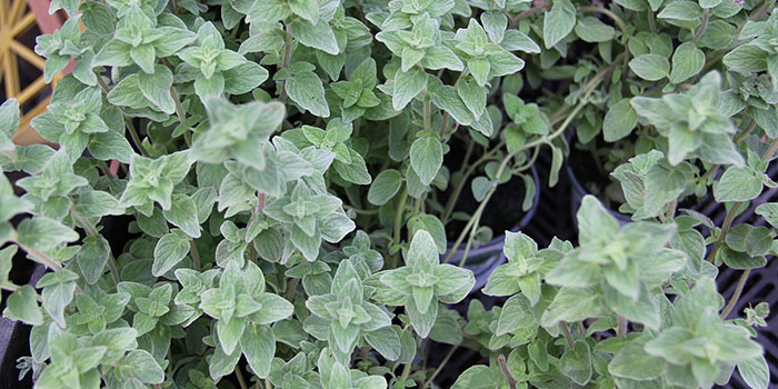 marjoram-problems Monitoring Marjoram Diseases & Problems