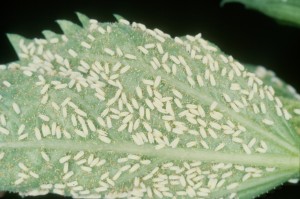whiteflies whiteflies