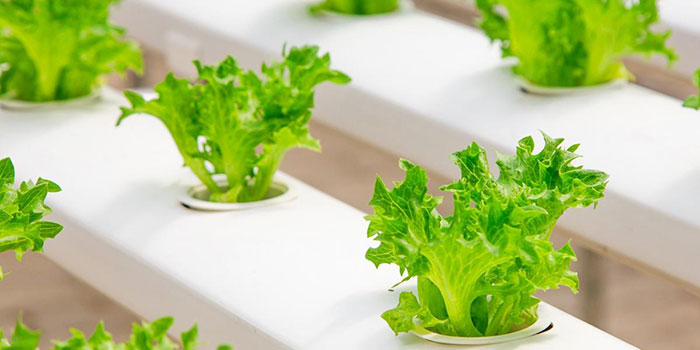 good-lettuce Is Hydroponically Grown Lettuce Good For You?