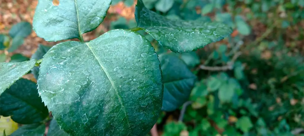 Protect Your Plants From Smoke