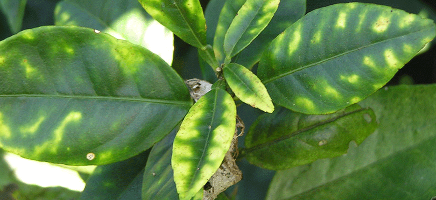 Zinc (Zn) Nutrient Deficiencies In Plants